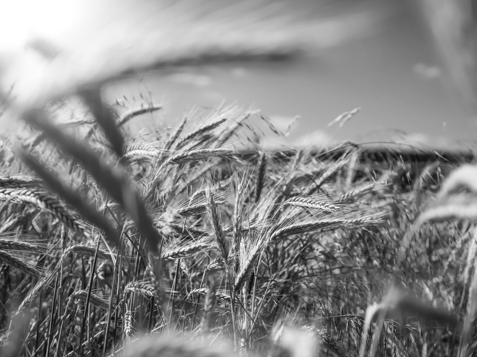 Commodity fund hero image of barley field with black and white filter